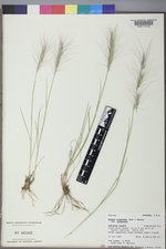 Elymus elymoides var. elymoides image