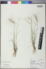 Elymus elymoides var. elymoides image