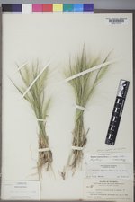 Elymus elymoides var. elymoides image