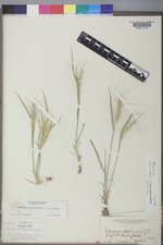 Elymus elymoides var. elymoides image