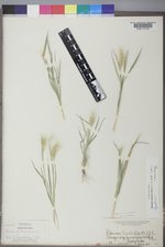 Elymus elymoides var. elymoides image