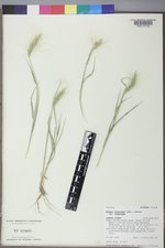 Elymus elymoides var. elymoides image