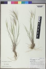 Elymus elymoides var. elymoides image