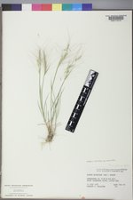 Elymus elymoides var. elymoides image