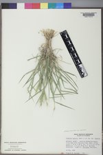 Elymus elymoides var. elymoides image