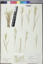 Elymus elymoides var. elymoides image