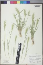 Elymus elymoides var. elymoides image