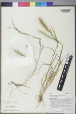 Elymus elymoides var. elymoides image