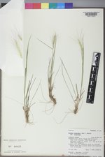 Elymus elymoides var. elymoides image