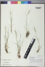 Elymus elymoides var. elymoides image