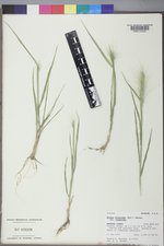 Elymus elymoides var. elymoides image