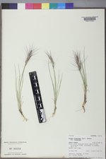 Elymus elymoides var. elymoides image