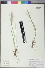 Elymus elymoides var. elymoides image