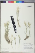 Elymus elymoides var. elymoides image