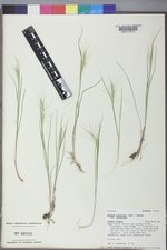 Elymus elymoides var. elymoides image