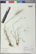 Elymus elymoides var. elymoides image