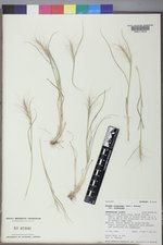 Elymus elymoides var. elymoides image