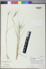 Elymus elymoides var. elymoides image