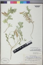 Lathyrus polymorphus var. incanus image