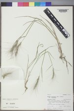 Elymus elymoides var. elymoides image