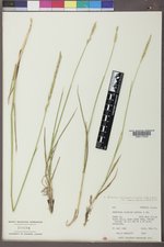 Elymus lanceolatus subsp. riparius image