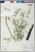 Lupinus argenteus var. argenteus image