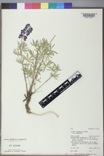 Lupinus argenteus var. argenteus image