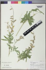 Lupinus argenteus var. argenteus image