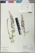 Lupinus argenteus var. argenteus image