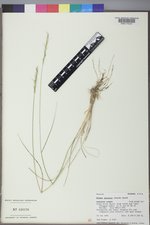 Pseudoroegneria spicata f. spicata image