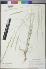Pseudoroegneria spicata image