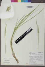 Elymus trachycaulus var. trachycaulus image