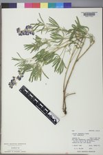 Lupinus argenteus var. argenteus image