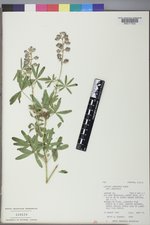 Lupinus argenteus var. argenteus image