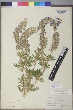 Lupinus argenteus var. argenteus image