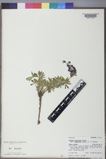 Lupinus argenteus var. depressus image