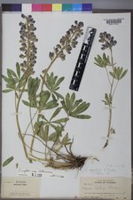 Lupinus polyphyllus image