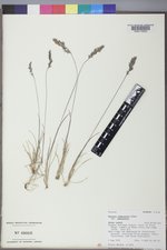 Festuca idahoensis image