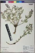 Lupinus argenteus var. laxiflorus image