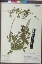 Lupinus argenteus subsp. rubricaulis image