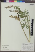 Lupinus argenteus subsp. rubricaulis image