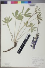 Lupinus polyphyllus var. humicola image