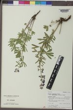 Lupinus argenteus subsp. rubricaulis image