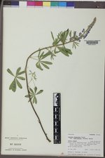 Lupinus argenteus subsp. rubricaulis image