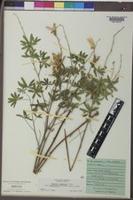 Lupinus argenteus subsp. rubricaulis image