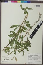 Lupinus argenteus subsp. rubricaulis image