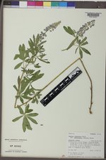 Lupinus argenteus subsp. rubricaulis image