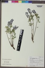 Lupinus argenteus subsp. rubricaulis image