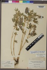Lupinus argenteus subsp. rubricaulis image