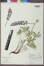 Lupinus polyphyllus var. prunophilus image